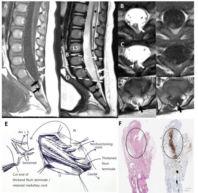 https://cdn.ncbi.nlm.nih.gov/pmc/blobs/08fd/11603296/2a84c9e56941/41598_2024_81152_Fig1_HTML.jpg