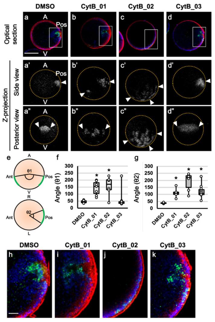 https://cdn.ncbi.nlm.nih.gov/pmc/blobs/0905/8884010/ea36ac459639/jdb-10-00010-g003.jpg