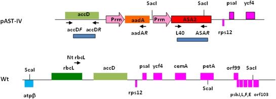 https://cdn.ncbi.nlm.nih.gov/pmc/blobs/0907/2718221/6f9f71ac42cd/jexboterp160f01_3c.jpg