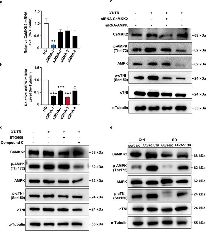 https://cdn.ncbi.nlm.nih.gov/pmc/blobs/0909/11176284/87f670535340/43556_2024_186_Fig5_HTML.jpg