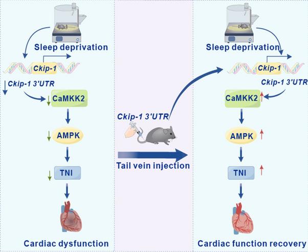 https://cdn.ncbi.nlm.nih.gov/pmc/blobs/0909/11176284/ab5ba9c977d9/43556_2024_186_Fig6_HTML.jpg
