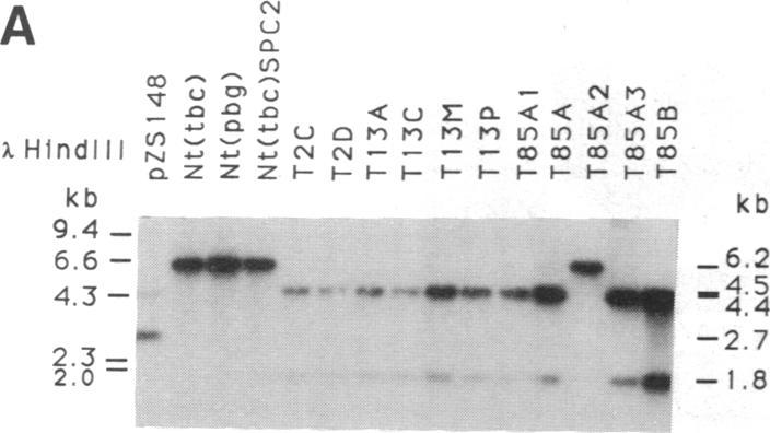https://cdn.ncbi.nlm.nih.gov/pmc/blobs/090c/54989/834d054b8ce6/pnas01046-0350-c.jpg
