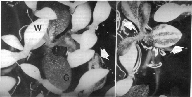 https://cdn.ncbi.nlm.nih.gov/pmc/blobs/090c/54989/855da11e4e77/pnas01046-0352-a.jpg