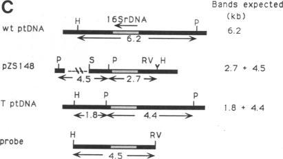 https://cdn.ncbi.nlm.nih.gov/pmc/blobs/090c/54989/a4c5e0753b2f/pnas01046-0350-b.jpg