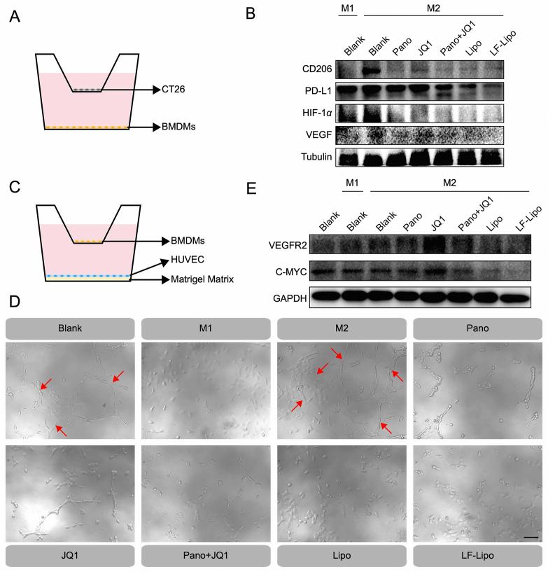 https://cdn.ncbi.nlm.nih.gov/pmc/blobs/090d/9279642/6ad5b1bf009d/gr7.jpg