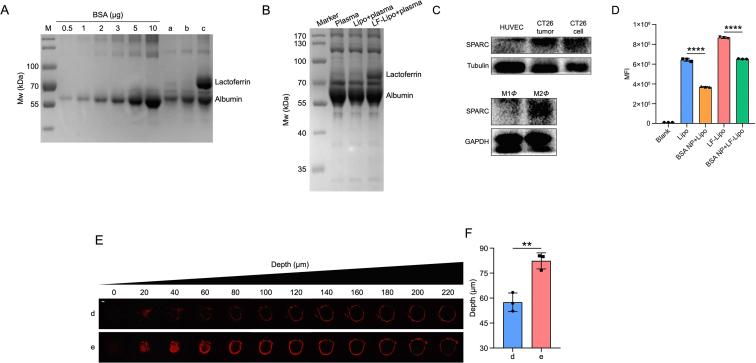 https://cdn.ncbi.nlm.nih.gov/pmc/blobs/090d/9279642/eeedb6a655aa/gr5.jpg