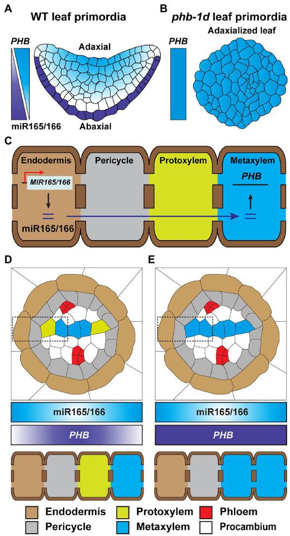 https://cdn.ncbi.nlm.nih.gov/pmc/blobs/091a/9247610/9e773bdf90b2/fpls-13-928729-g004.jpg