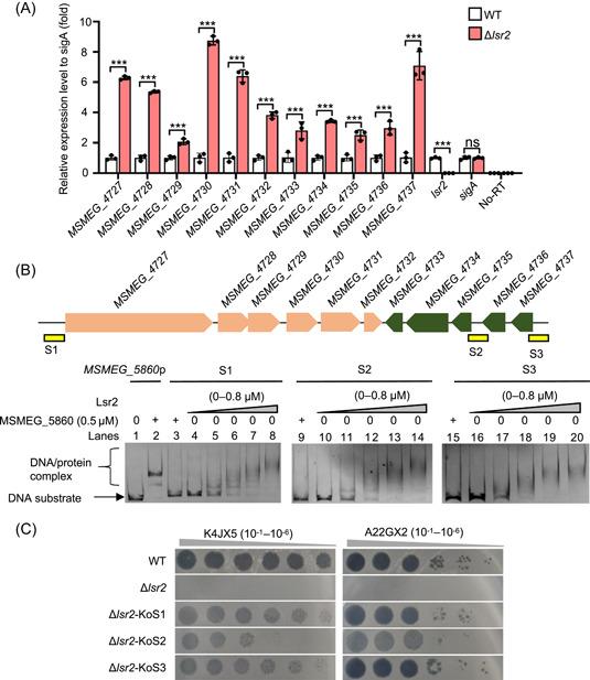 https://cdn.ncbi.nlm.nih.gov/pmc/blobs/091b/11139207/9a655802803e/MLF2-3-87-g005.jpg