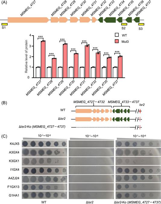 https://cdn.ncbi.nlm.nih.gov/pmc/blobs/091b/11139207/c3be6c540015/MLF2-3-87-g006.jpg