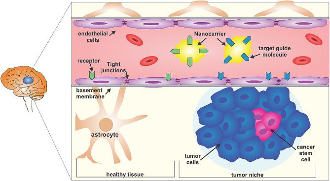 https://cdn.ncbi.nlm.nih.gov/pmc/blobs/091c/11077767/e8d0bccd2ecf/12935_2024_3331_Fig2_HTML.jpg