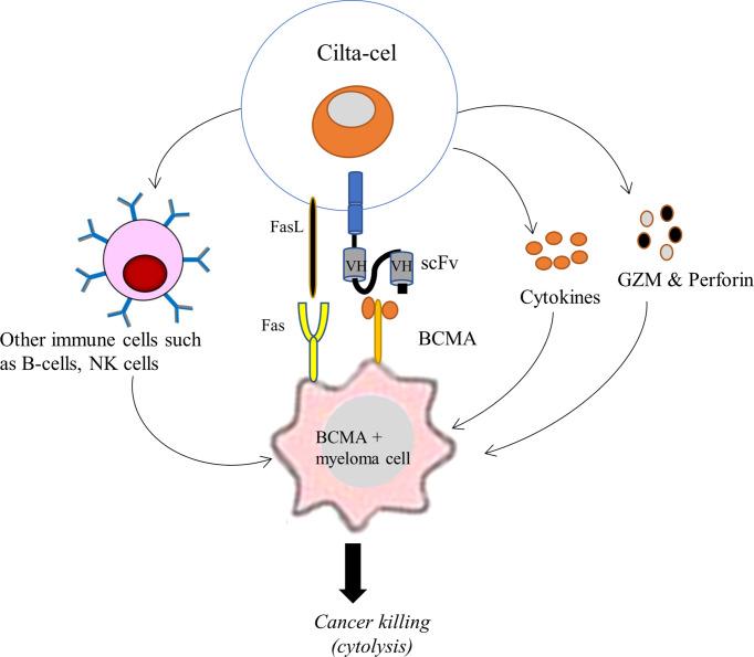 https://cdn.ncbi.nlm.nih.gov/pmc/blobs/091c/9479060/37ccbd8b73c1/fimmu-13-991092-g003.jpg