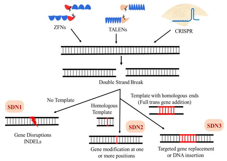 https://cdn.ncbi.nlm.nih.gov/pmc/blobs/091f/8583973/7a3bfd02c42d/ijms-22-11753-g008.jpg