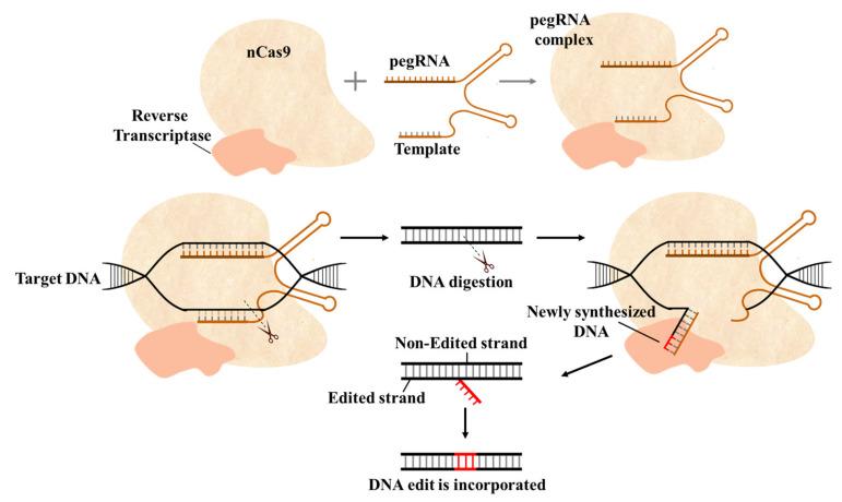 https://cdn.ncbi.nlm.nih.gov/pmc/blobs/091f/8583973/dab733e078c5/ijms-22-11753-g007.jpg