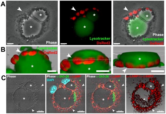 https://cdn.ncbi.nlm.nih.gov/pmc/blobs/0923/2998430/17442839d48b/pntd.0000905.g001.jpg