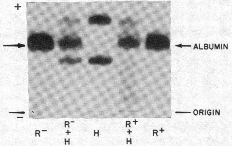 https://cdn.ncbi.nlm.nih.gov/pmc/blobs/0924/302199/70aaddf7f911/jcinvest00176-0180-d.jpg