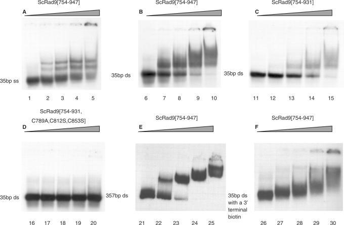 https://cdn.ncbi.nlm.nih.gov/pmc/blobs/0925/2034471/7e2a6fdebb05/gkm607f5.jpg