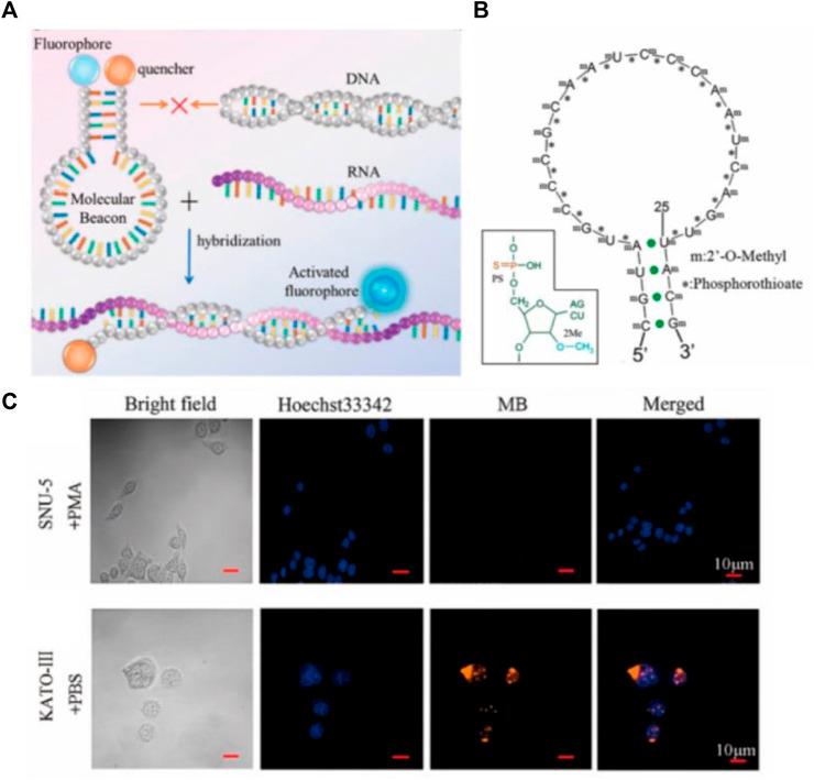 https://cdn.ncbi.nlm.nih.gov/pmc/blobs/0925/9751046/32cb90ea76f2/fbioe-10-1059845-g002.jpg