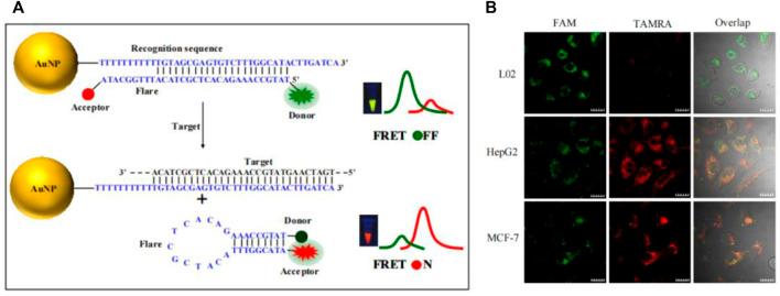 https://cdn.ncbi.nlm.nih.gov/pmc/blobs/0925/9751046/34ca50c72b9f/fbioe-10-1059845-g005.jpg