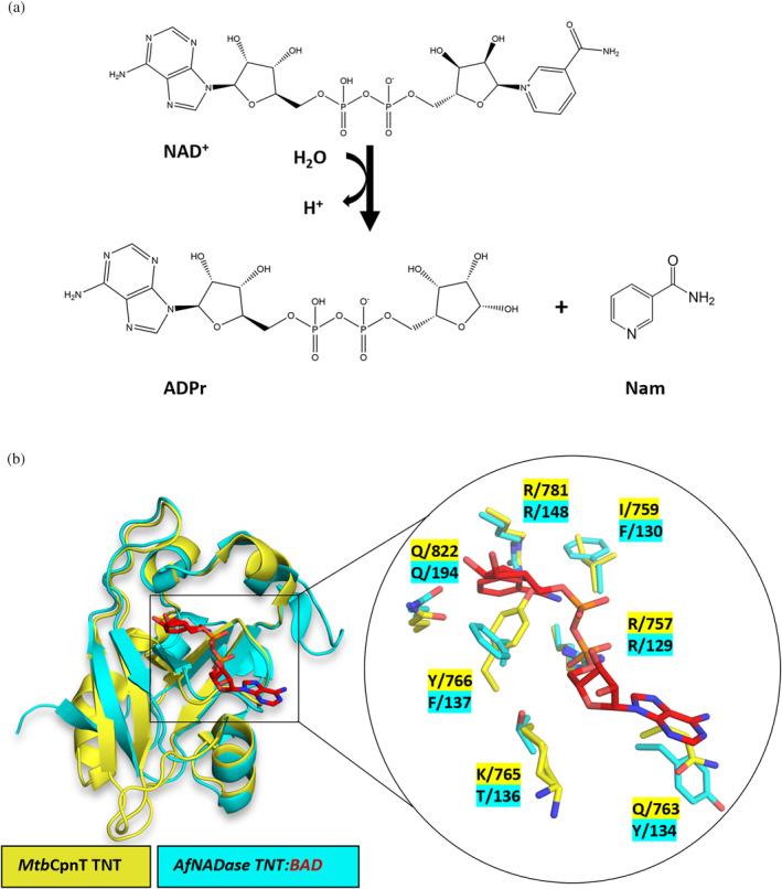 https://cdn.ncbi.nlm.nih.gov/pmc/blobs/0926/11187862/12d49b52c7c7/PRO-33-e5071-g008.jpg