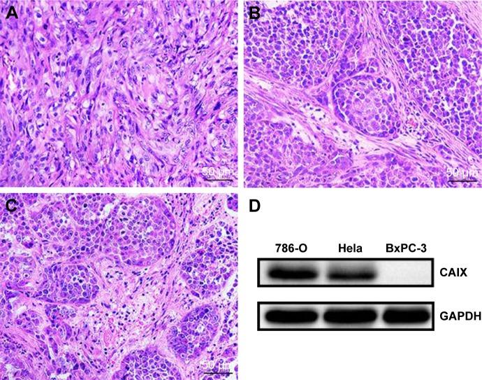 https://cdn.ncbi.nlm.nih.gov/pmc/blobs/0927/6199208/a3e34f498a48/ijn-13-6481Fig10.jpg