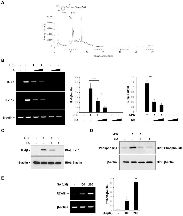https://cdn.ncbi.nlm.nih.gov/pmc/blobs/092b/8868251/d7f1a4315347/antioxidants-11-00205-g005.jpg