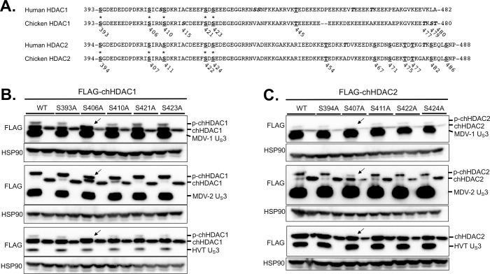 https://cdn.ncbi.nlm.nih.gov/pmc/blobs/092c/7920345/8f27f3fd56b6/ppat.1009307.g004.jpg