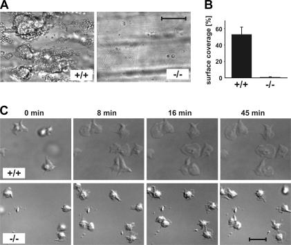 https://cdn.ncbi.nlm.nih.gov/pmc/blobs/0932/2150972/073ee68f0702/jem2043113f03.jpg