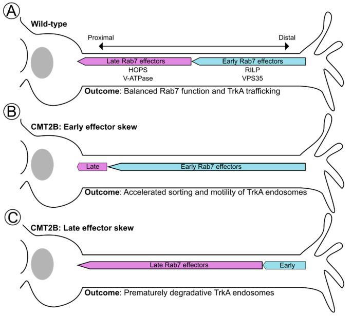 https://cdn.ncbi.nlm.nih.gov/pmc/blobs/093c/10527268/7c6d1bb62ed7/biomolecules-13-01399-g005.jpg