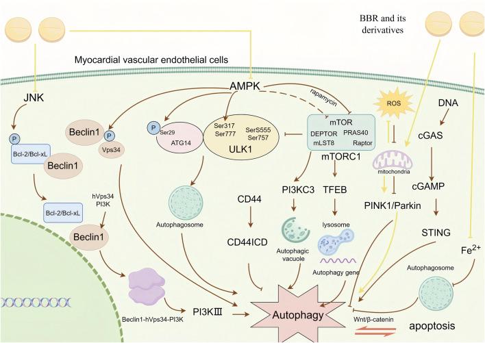 https://cdn.ncbi.nlm.nih.gov/pmc/blobs/0946/11914797/5cc95c24ed3e/fphar-16-1543697-g005.jpg