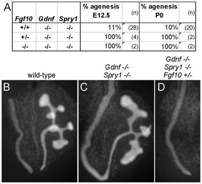https://cdn.ncbi.nlm.nih.gov/pmc/blobs/094c/2797609/f22fe170134a/pgen.1000809.g008.jpg