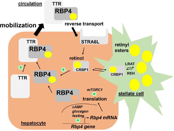 https://cdn.ncbi.nlm.nih.gov/pmc/blobs/094e/8006376/8c815064611a/fphys-12-659977-g001.jpg