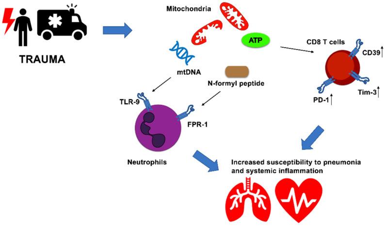 https://cdn.ncbi.nlm.nih.gov/pmc/blobs/0952/9777392/20c1c2a423dd/cells-11-04113-g001.jpg
