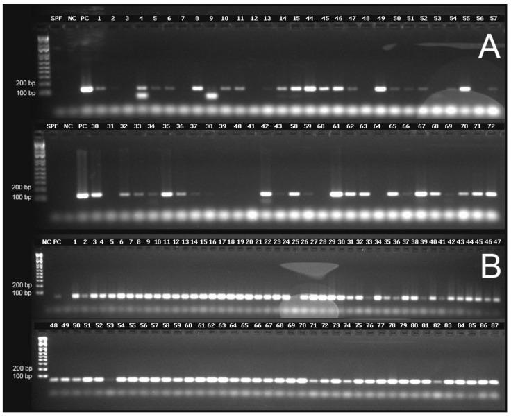 https://cdn.ncbi.nlm.nih.gov/pmc/blobs/0953/7551232/b345921dddff/viruses-12-01030-g004.jpg