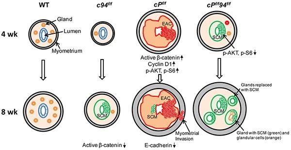 https://cdn.ncbi.nlm.nih.gov/pmc/blobs/0954/4924759/63d31a872c1a/oncotarget-07-14885-g008.jpg