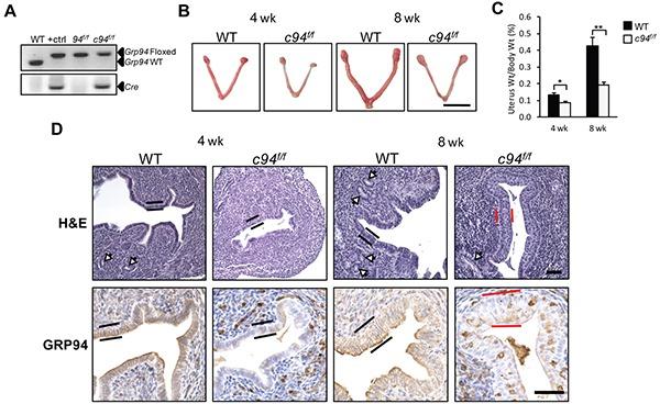 https://cdn.ncbi.nlm.nih.gov/pmc/blobs/0954/4924759/af63956a6398/oncotarget-07-14885-g002.jpg