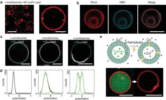 https://cdn.ncbi.nlm.nih.gov/pmc/blobs/0954/9189634/fd50b04adf5f/ADVS-9-2200617-g004.jpg