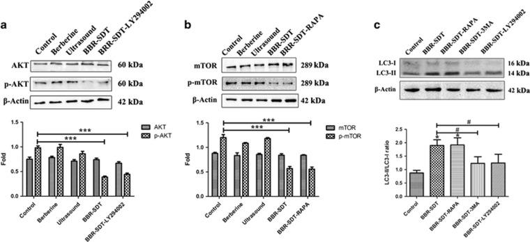 https://cdn.ncbi.nlm.nih.gov/pmc/blobs/0956/5386349/4777425ee61d/cddis2016354f4.jpg
