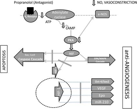 https://cdn.ncbi.nlm.nih.gov/pmc/blobs/0957/5492903/4fb26cc4a1ab/13023_2017_664_Fig6_HTML.jpg