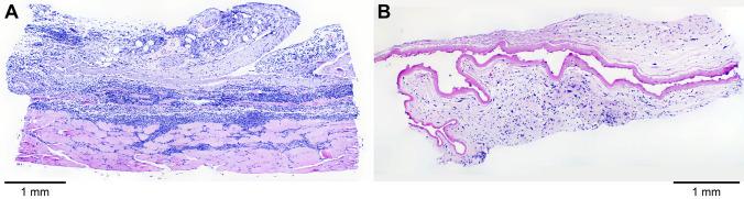 https://cdn.ncbi.nlm.nih.gov/pmc/blobs/0958/9114338/78ccbacb1c9f/41598_2022_11020_Fig13_HTML.jpg