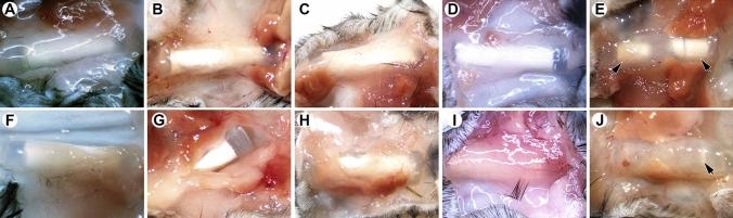 https://cdn.ncbi.nlm.nih.gov/pmc/blobs/0958/9114338/a6e0e4736730/41598_2022_11020_Fig11_HTML.jpg