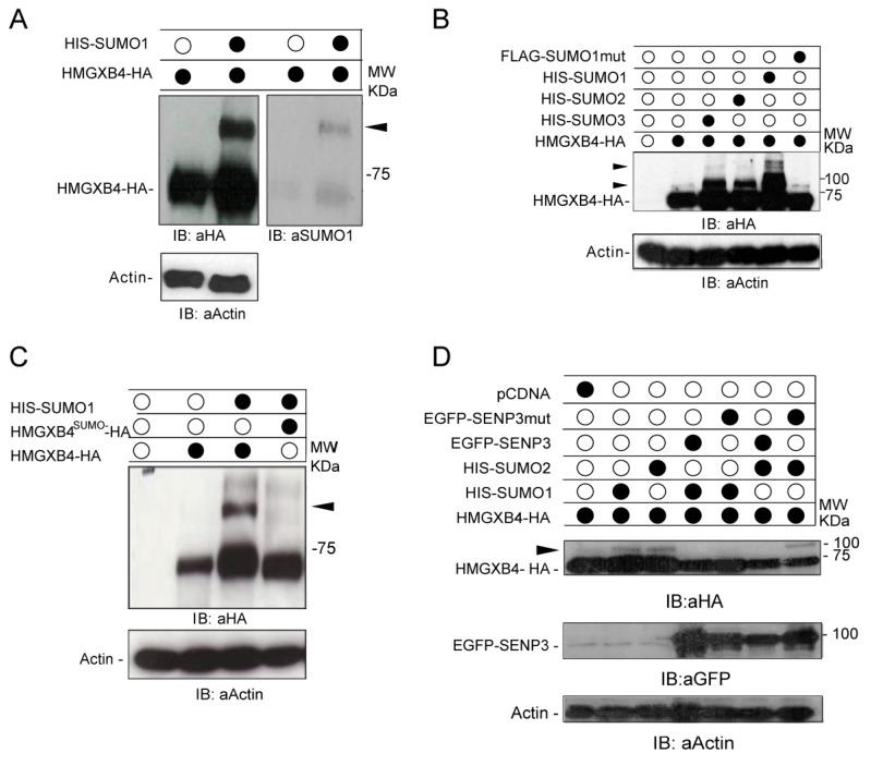 https://cdn.ncbi.nlm.nih.gov/pmc/blobs/095b/10138897/a9a15e59dd71/ijms-24-07283-g001a.jpg