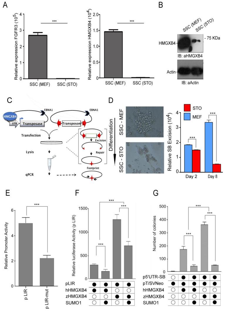 https://cdn.ncbi.nlm.nih.gov/pmc/blobs/095b/10138897/fcc89da3b195/ijms-24-07283-g006.jpg