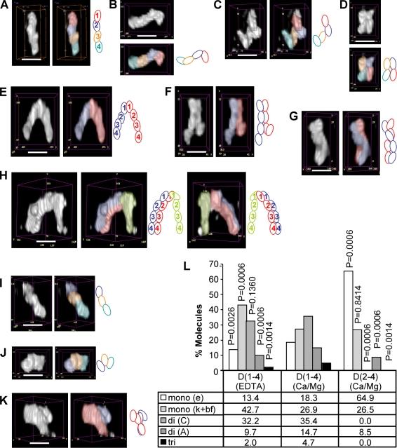 https://cdn.ncbi.nlm.nih.gov/pmc/blobs/095f/2779236/1a7f36cb3802/JCB_200904149_RGB_Fig4.jpg