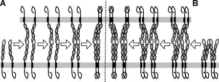 https://cdn.ncbi.nlm.nih.gov/pmc/blobs/095f/2779236/658a8a69c291/JCB_200904149_GS_Fig8.jpg
