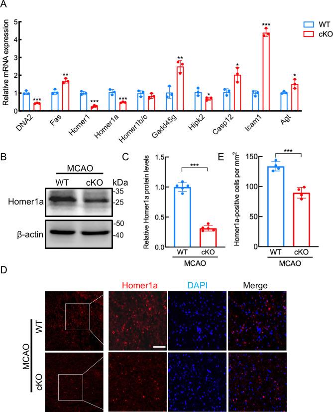 https://cdn.ncbi.nlm.nih.gov/pmc/blobs/0963/11890998/53106e48346d/zr-46-1-87-7.jpg