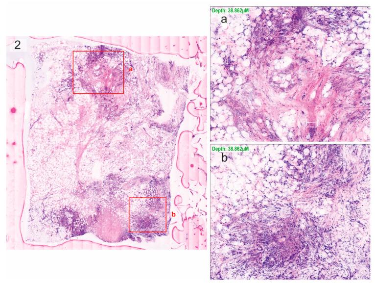https://cdn.ncbi.nlm.nih.gov/pmc/blobs/0964/11506682/02f0f316858e/cells-13-01692-g002.jpg