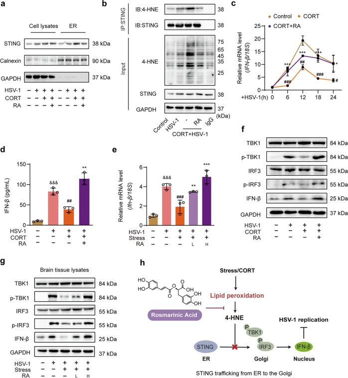 https://cdn.ncbi.nlm.nih.gov/pmc/blobs/0965/10462623/044e6384108c/41401_2023_1095_Fig4_HTML.jpg
