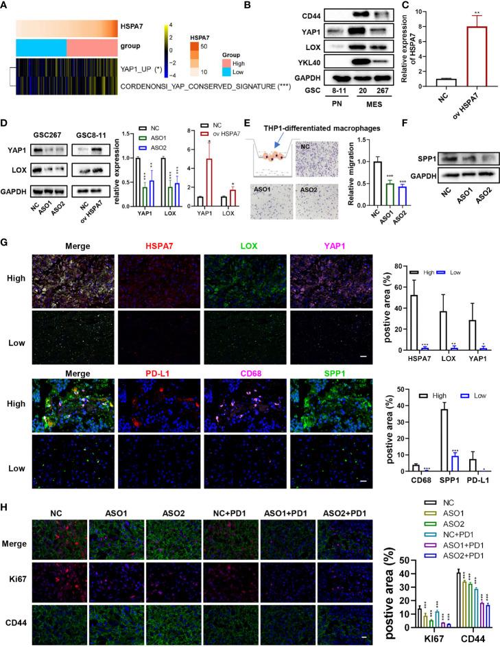 https://cdn.ncbi.nlm.nih.gov/pmc/blobs/0965/8329659/4e2ffdad541f/fimmu-12-653711-g007.jpg
