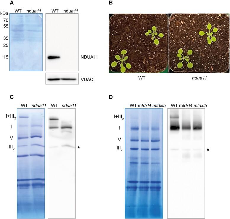 https://cdn.ncbi.nlm.nih.gov/pmc/blobs/0968/10069907/1b7f856bb0d5/kiad040f7.jpg