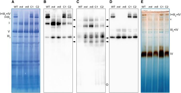 https://cdn.ncbi.nlm.nih.gov/pmc/blobs/0968/10069907/b34a35305212/kiad040f5.jpg